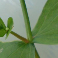 Pink Purslane